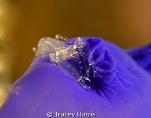Blue - a tiny shrimp found on a beautiful blue ascidian :) by Tracey Harris 
